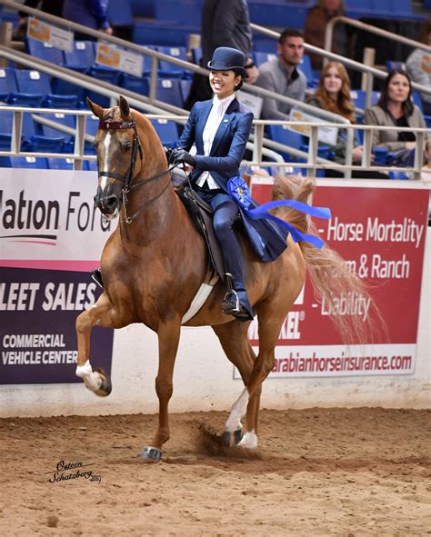Each May, the nationally-recognized Buckeye Sweepstakes. . Region 13 arabian horse show 2023 dates